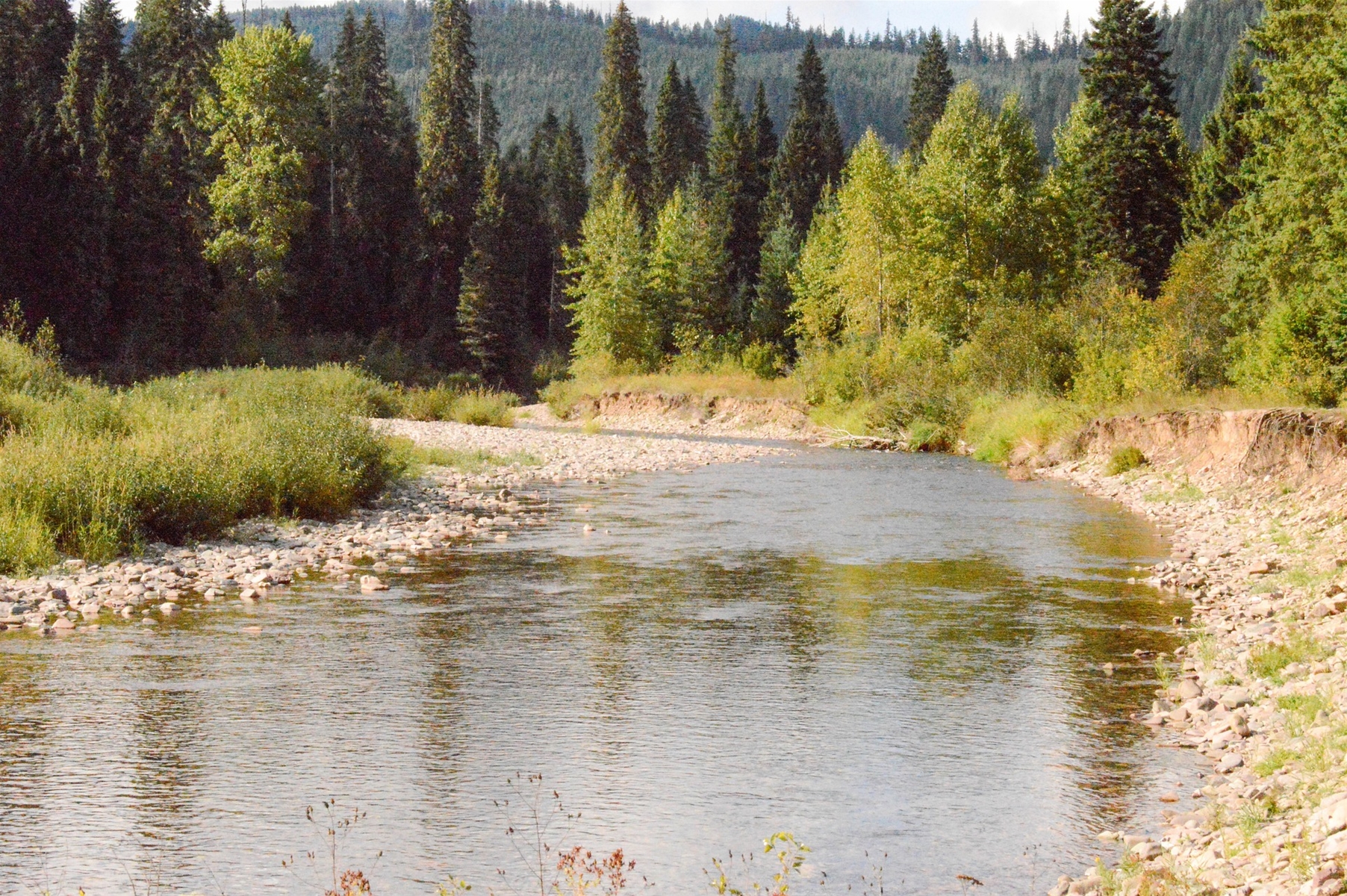 A Flowing River in Summer in the Coeur d'Alene Mountains